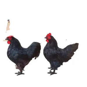 Bulu Hewan Unggas Ornamen Ayam Jantan Hitam Model Simulasi Ayam Jantan