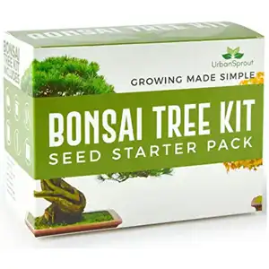 Wachsen Bonsai Kräuter Kaktus Pflanze wachsen Kit Diy natürliche Innendekoration Kinder baum Vier Arten Indoor Baum Bonsai Baum