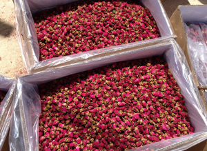 ดอกกุหลาบจีนสีแดงพินหยินลาโจวดอกกุหลาบขอบสีทองดอกกุหลาบคุณภาพสูงแห้งดอกกุหลาบดอกกุหลายดอกสำหรับชงชา - Product Image 5