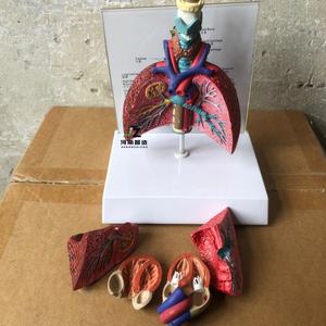 แบบจำลองกายวิภาคปอดส่วนล่าง แบบจำลองการสอนทางการแพทย์ ผลิตโดยผู้ผลิตแบบจำลองทางกายวิภาค - Product Image 2