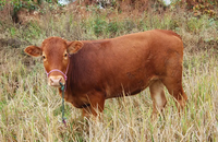 Prémélange composé 4% croissance d'engraissage de la vache, supplément nutritif, additifs alimentaires