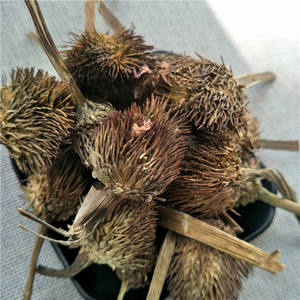 Zi Zhui Hua Organic Health Herb Flower Tea Coneflower púrpura seca/Echinacea Purpurea - Product Image 3