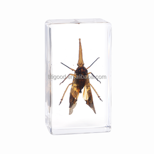 Muestra de Insecto en Resina Real para Enseñanza Escolar y Educativa - Product Image 5