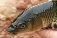 Prémélange amélioré pour l'alimentation des poissons et des crevettes avec des vitamines et des enzymes de qualité alimentaire, améliore le métabolisme, la capacité antivirale, le physique