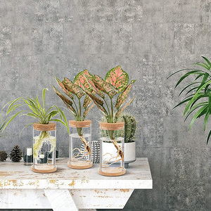 Terrario de Tubo de Vidrio en Oferta para Plantas Hidropónicas, Decoración del Hogar y Jardín, y Exhibición de Esquejes de Plantas en Escritorio - Product Image 4