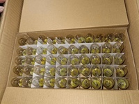Ampoule en tungstène E14 E12 à visser 10w 15w 20w 25w pour lampe à sel, réfrigérateur, bougie, four, T20 C7