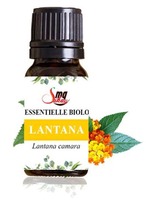 Huile Essentielle Végétale Pressée à Froid en Gros, Issu de Graines, Pureté 100%, Matière Première Parfumée pour Produits de Beauté, Parfums, ODM, OEM