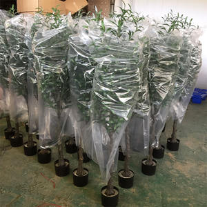 Offre Spéciale faux petit grand plantes en <span class=keywords><strong>pot</strong></span> artificielle olive arbre <span class=keywords><strong>pour</strong></span> salon intérieur décoratif - Product Image 4