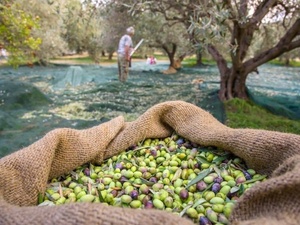 4M HDPE cây ăn quả chim <span class=keywords><strong>Net</strong></span> Túi <span class=keywords><strong>Pallet</strong></span> với côn trùng màn hình siêu tốt bảo vệ thu hoạch agrotextile lưới để ngăn chặn ô liu bay - Product Image 3