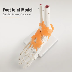 Pie <span class=keywords><strong>humano</strong></span> <span class=keywords><strong>tobillo</strong></span> modelo con ligamento pie modelo <span class=keywords><strong>esqueleto</strong></span> con ligamento pie conjunto anatómico modelo de enseñanza de tamaño - Product Image 1