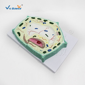 Modèle de cellule végétale VIC-B014 : Structure anatomique grossie des cellules et des tissus pour l'enseignement biologique - Product Image 5
