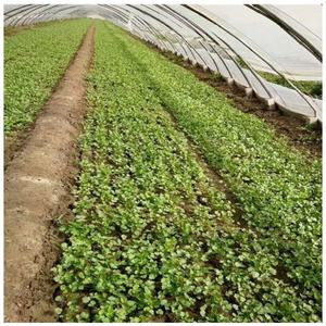 Automatización de semillas de cebolla Maquinaria de siembra Máquina sembradora de zanahorias - Product Image 3