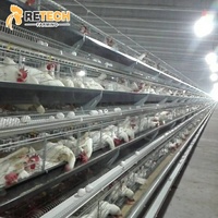 Équipement de Cage en Batterie de Type A pour Poules Pondantes en Élevage Avicole