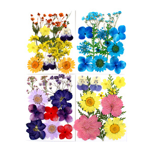A-YH010 Natural <strong>Flower</strong> <strong>Press</strong> Baby's Breath Pansy Hydrangea Daisy Delphinium Florals Dried Pressed <strong>Flowers</strong> for Resin Art - Product Image 2