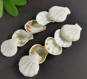 3.5-4 cm white conch Scallop Shell Natural Seashell from Sea Beach Fan Shape Shells for DIY Art Craft Decor