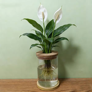 <span class=keywords><strong>Pot</strong></span> de plante hydroponique cylindrique pour décoration intérieure, terrarium <span class=keywords><strong>en</strong></span> verre fait main pour table avec couvercle et base <span class=keywords><strong>en</strong></span> <span class=keywords><strong>bambou</strong></span> - Product Image 1