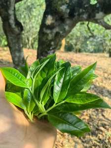 Groothandel Op Maat Biologische Yunnan Pu'er Grote Bladsmaak Thee Bulk Verpakt Gezonde Losse Pu'er - Product Image 4