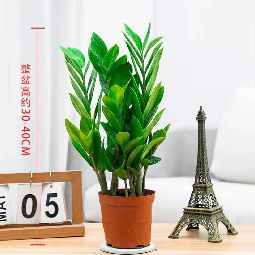 pot d'engrais diamant blanc+tutoriel+plateau