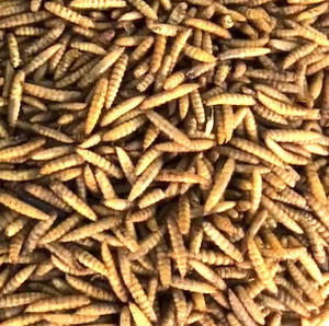 Prix bon marché des larves de mouches soldats noirs séchés alimentation des poulets alimentation des tortues alimentation des reptiles - Product Image 5