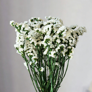 Fleur éternelle préservée Statice, <span class=keywords><strong>ne</strong></span> vous en souvenez <span class=keywords><strong>pas</strong></span>, pour la Saint-Valentin et la décoration de mariage – Approvisionnement direct usine - Product Image 6