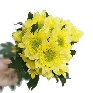 أقحوان طويلة ترشّ بساق يوننان زهور صفراء محظوظة لحفلات الزفاف أو الموردين في المنزل