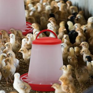 GREAT FARM - Bebedero de Plástico para Pollos, Bebedero para Aves de Corral en Venta, Varios Tipos de Bebederos para Pollos de 1L a 14L - Product Image 3