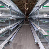 Système de nettoyage automatique du fumier à 3 niveaux de type H pour l'élevage de poulets de chair, grande capacité, cage commerciale pour volailles et poulets pondeurs