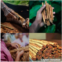 Qingchun Heißer Großhandel Gewürze Direktverkauf ab Werk Cassia-Zimtstangen Sri Lanka Zimt