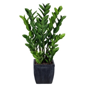 Factory Wholesale 80cm Fengshui Zzplant Money Tree Artificial <strong>Plant</strong> for Home Decor - Product Image 1