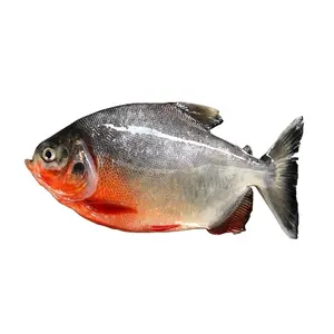 Gefrorener Fisch Lieferanten Frisch Gefroren Hohe Qualität Guter Großhandels preis Roter Pomfret IQF Roter Pacu Fisch zum Verkauf