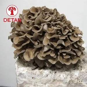 도매 가격으로 중국 maitake 버섯 수출