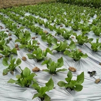 Film de paillis plastique argenté et noir 30 microns réfléchissant pour l'agriculture et les champs cultivés