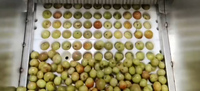 Machine industrielle multifonctionnelle pour dénoyauter les olives, les dattes, les jujubes, les abricots, moteur en acier inoxydable 304