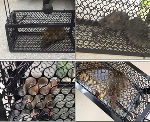 Factory Price Metal Rat <strong>Trap</strong> Cage No Kill Live <strong>Mouse</strong> <strong>Trap</strong> Traditional Rodent <strong>Traps</strong> - Product Image 6