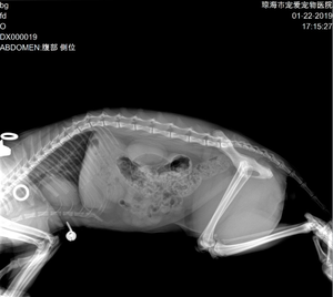 獣医用X線装置 医療画像 電気式 1年間保証 金属製 ポータブルX線 バッテリー付き - Product Image 3