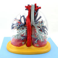 Modèle de poumons, cœur et trachée de haute qualité en PVC, matériau en silicone souple écologique, taille réelle, démonstration anatomique médicale