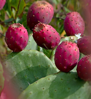 Poudre de fruits de cactus frais 100% pure naturelle, extrait par solvant, soluble dans l'eau, qualité alimentaire, 1 kg, emballée sous vide, marque Longze