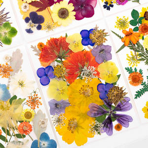 25 unidades/paquete bolsa combinada de flores prensadas - Product Image 1