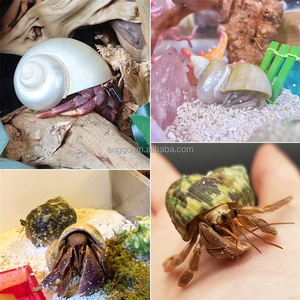 <span class=keywords><strong>Aquarium</strong></span> Decoratieve Materialen Natuurlijk <span class=keywords><strong>Aquarium</strong></span> Microlandschap Heremiet Krab Schelp Schelp Zeeschelpen Zeeschelp - Product Image 6