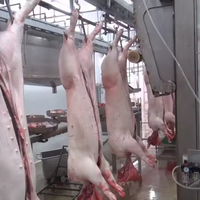 Chaîne complète de machines d'abattage de porcs avec moteur, pompe et moteur électrique en acier inoxydable SUS 304 haute efficacité pour l'abattage et la transformation de la viande en abattoir