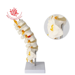 Ukuran hidup Model vertebra 5 buah dengan kiropraktik akar syaraf, kantor osteoath dan studi siswa - Product Image 4