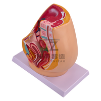 Modèle anatomique de bassin féminin en plastique PVC, section du bassin féminin, organes génitaux féminins avec vessie et rectum