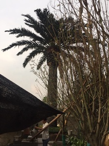 Chất Lượng Cao Nhân Tạo Kích Thước Lớn 5-20 Meter Dừa Vua Cây Cọ Cây Rong Biển Cho Công Viên Chủ Đề Zoo Công Viên Nước Khách Sạn 5 Sao - Product Image 2