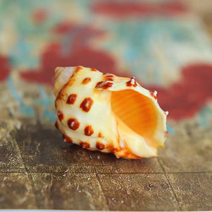 Guscio di lumaca di <span class=keywords><strong>mare</strong></span> naturale guscio di Lychee smerlato <span class=keywords><strong>perla</strong></span> guscio lucido pesce per <span class=keywords><strong>la</strong></span> decorazione <span class=keywords><strong>del</strong></span> paesaggio - Product Image 1