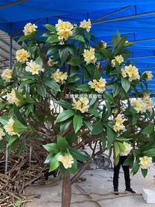 Arbre de fleur artificielle de Frangipani hawaïen en mousse blanche - Product Image 2