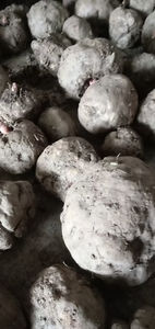 O Yu-bulbos de lirio de konjac voodoo para hierba, rebanadas secas de raíz de morphophallus rivieri - Product Image 2