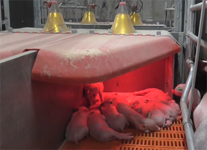 Тепловая лампа для животных - Product Image 6