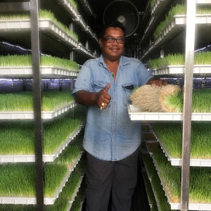 Granja vaca equipos 500 kg forraje/hidropónico forraje/Sistemas de plántulas de Bud brotando - Product Image 6