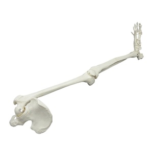Hueso del miembro <span class=keywords><strong>inferior</strong></span> del pie, Tbiofibula, fémur con modelo de pierna de cadera, <span class=keywords><strong>esqueleto</strong></span> <span class=keywords><strong>humano</strong></span> colgante - Product Image 1
