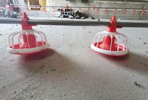 Sistema de alimentación automático para aves de engorde | Alimentador de pollos de alta eficiencia | Duradero y fácil de instalar - Product Image 2